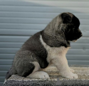 Photos supplémentaires: Akita américain, chiots au caractère d'exposition