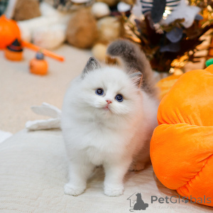 Photo №1. ragdoll - à vendre en ville de Reims | négocié | Annonce № 158641