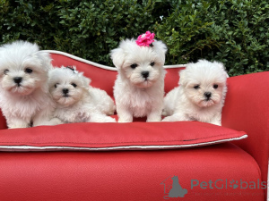 Photo №1. bichon maltais - à vendre en ville de Helsinki | Gratuit | Annonce №160295