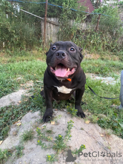 Photo №1. american bully - à vendre en ville de Москва | négocié | Annonce №13077