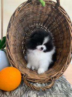 Photo №4. Je vais vendre spitz nain en ville de Nottingham. annonce privée - prix - 450€