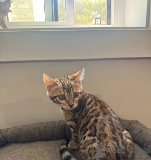 Photo №2 de l'annonce № 176012 de la vente bengal - acheter à Allemagne annonce privée