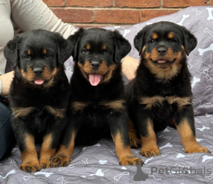 Photo №1. rottweiler - à vendre en ville de Pétanne | négocié | Annonce №175734