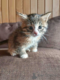 Photo №1.  - à vendre en ville de Moskova | Gratuit | Annonce № 157032