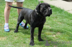 Photo №3. Chiots Boerboel Mastiff sud-africains. Serbie