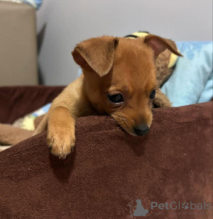 Photo №3. Chiots doberman formés à la maison. Allemagne