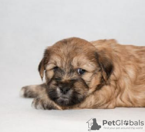 Photo №1. terrier tibétain - à vendre en ville de Москва | 924€ | Annonce №123414