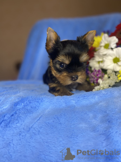 Photos supplémentaires: Réserve de chiots Yorkie