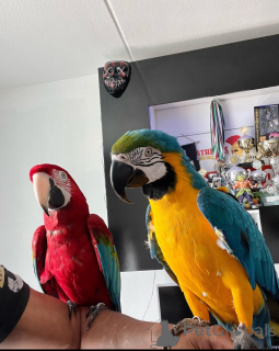 Photo №1.  - à vendre en ville de Berlin | Gratuit | Annonce № 161913