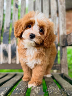 Photo №2 de l'annonce № 169339 de la vente chien bâtard - acheter à République Tchèque éleveur