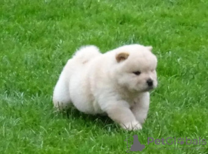 Photo №2 de l'annonce № 100260 de la vente chow-chow - acheter à Pologne annonce privée, de la fourrière, de l'abri, éleveur