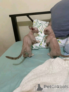 Photo №3. Bambino-Kätzchen Zur Adoption Verfügbar. Allemagne