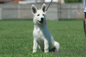 Photos supplémentaires: Chiots Berger Blanc Suisse