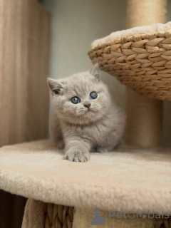 Photo №2 de l'annonce № 177844 de la vente british shorthair - acheter à Pays Bas éleveur