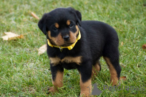 Photo №3. Entzückende Rottweiler-Welpen stehen zur Adoption zur Verfügung. Allemagne