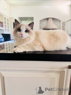 Photo №2 de l'annonce № 155568 de la vente ragdoll - acheter à Irlande annonce privée