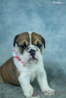 Photo №1. bulldog anglais - à vendre en ville de Rome | 350€ | Annonce №110891