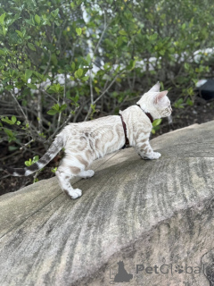 Photo №2 de l'annonce № 155421 de la vente bengal - acheter à La Grande-Bretagne annonce privée