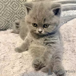 Photo №2 de l'annonce № 167249 de la vente british shorthair - acheter à Allemagne annonce privée