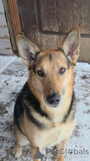 Photo №1. chien bâtard - à vendre en ville de Khimki | Gratuit | Annonce №165143