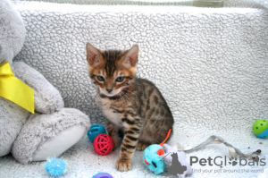 Photo №3. De jolis chatons Bengal Cats de race Pedigree disponibles à la vente maintenant. Allemagne