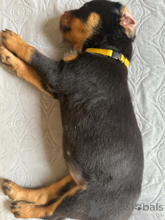 Photo №3. Kauniita ja leikkisiä rottweilerin pentuja, rekisteröity Kansasiin. La finlande