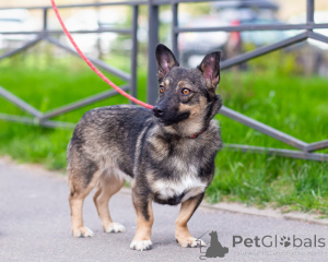 Photo №3. Très petit chien, 7 kg. Fédération de Russie