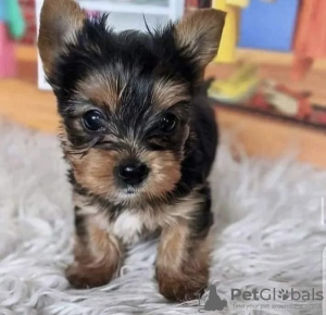 Photo №4. Je vais vendre yorkshire terrier en ville de Texas City. annonce privée, éleveur - prix - 473€