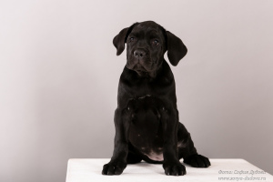 Photo №1. cane corso - à vendre en ville de Saint-Pétersbourg | négocié | Annonce №6065