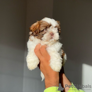 Photo №2 de l'annonce № 124286 de la vente shih tzu - acheter à USA éleveur