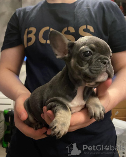 Photo №4. Je vais vendre bouledogue en ville de Saarbrücken. annonce privée - prix - 360€