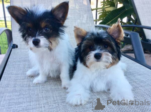 Photo №2 de l'annonce № 136915 de la vente biewer yorkshire terrier - acheter à Suisse éleveur