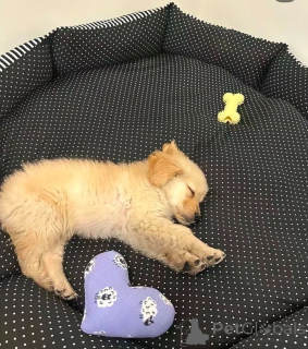 Photo №3. Golden Retriever. USA