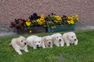 Photo №1. golden retriever - à vendre en ville de Dreieich | 1000€ | Annonce №161552