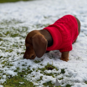 Photo №4. Je vais vendre teckel en ville de Kamensk-Shakhtinsky. de la fourrière, éleveur - prix - 850€