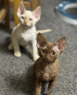 Photo №1. devon rex - à vendre en ville de Conterne | 350€ | Annonce № 151482