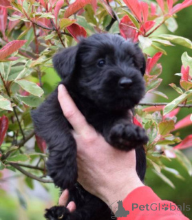 Photo №4. Je vais vendre schnauzer moyen en ville de Kruševac.  - prix - négocié