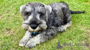 Photo №3. Chiots Schnauzer Géant de haute qualité à vendre. Italie