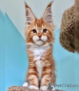 Photo №2 de l'annonce № 173284 de la vente maine coon - acheter à Pologne annonce privée, éleveur