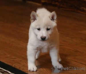 Photo №2 de l'annonce № 77742 de la vente bichon à poil frisé - acheter à République Tchèque annonce privée