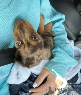 Photo №1. teckel - à vendre en ville de Helsinki | 500€ | Annonce №164021