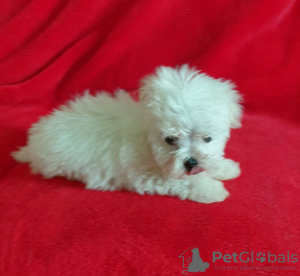 Photo №4. Je vais vendre bichon maltais en ville de Berlin.  - prix - négocié