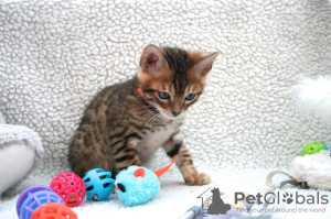 Photos supplémentaires: Chatons Bengal Cats vaccinés disponibles pour les maisons de retraite