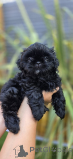 Photo №3. chiots shih tzu à vendre. Allemagne