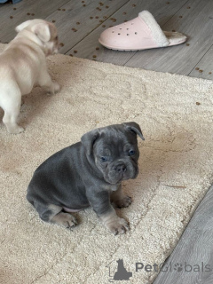 Photo №1. bouledogue - à vendre en ville de Beringen | Gratuit | Annonce №165679