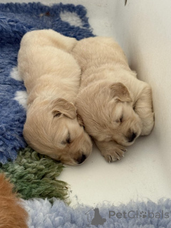 Photo №2 de l'annonce № 153887 de la vente golden retriever - acheter à Belgique annonce privée