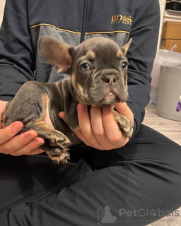 Photo №1. bouledogue - à vendre en ville de Saarbrücken | 360€ | Annonce №127365