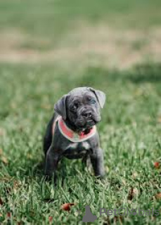 Photo №2 de l'annonce № 164759 de la vente cane corso - acheter à France annonce privée, éleveur