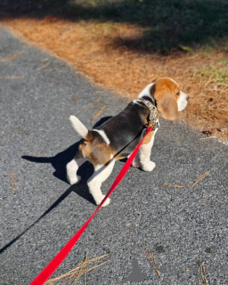 Photo №3. chiots beagle. Allemagne