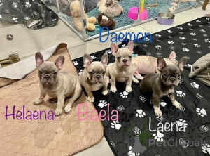 Photo №1. bouledogue - à vendre en ville de Ansubrg | négocié | Annonce №165613